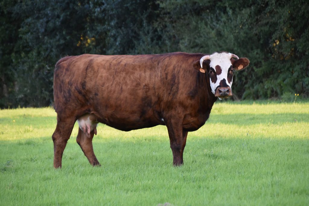 USNO Normande Cattle Organization stock photo