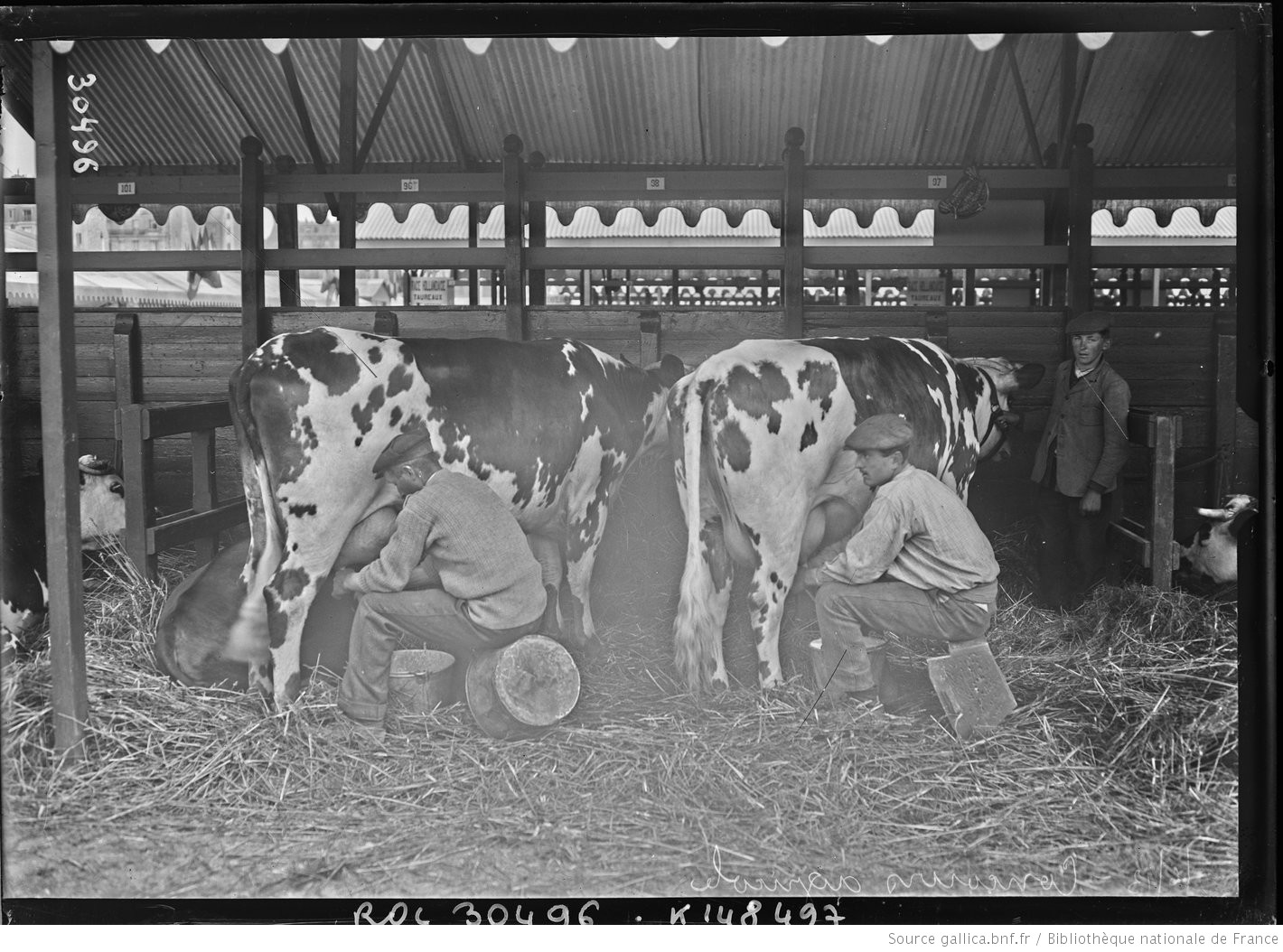 Normandes 1913; an agricultural contest