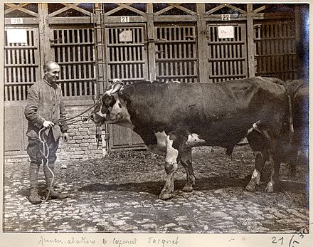 Normande steer at abattoir; Le caporal Jacquet Fonds Berthele