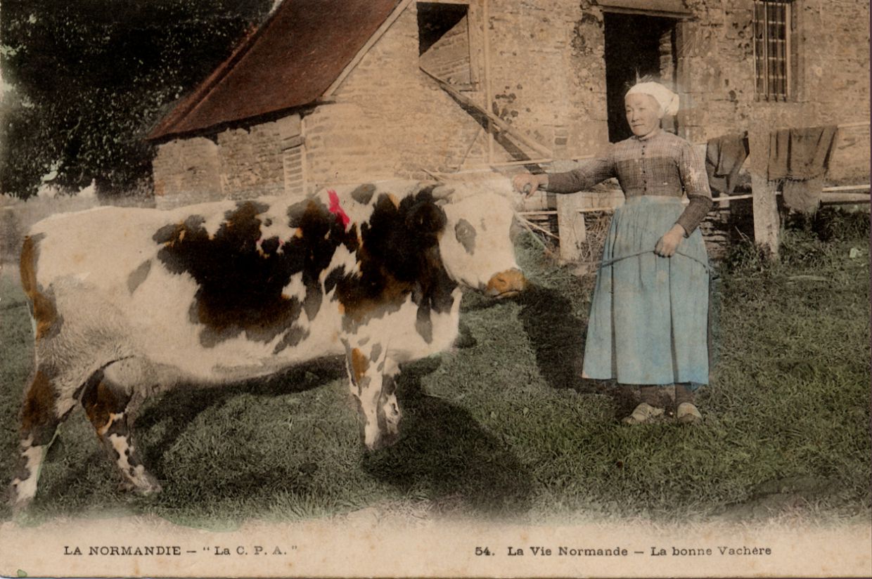 vintage photo of a Normande milk cow