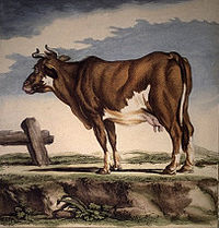 vintage illustration of a Cotentine cow