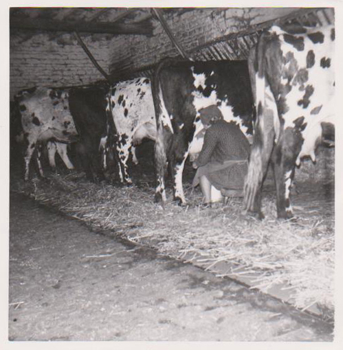 Vintage photo of Normande cows being milked in French dairy