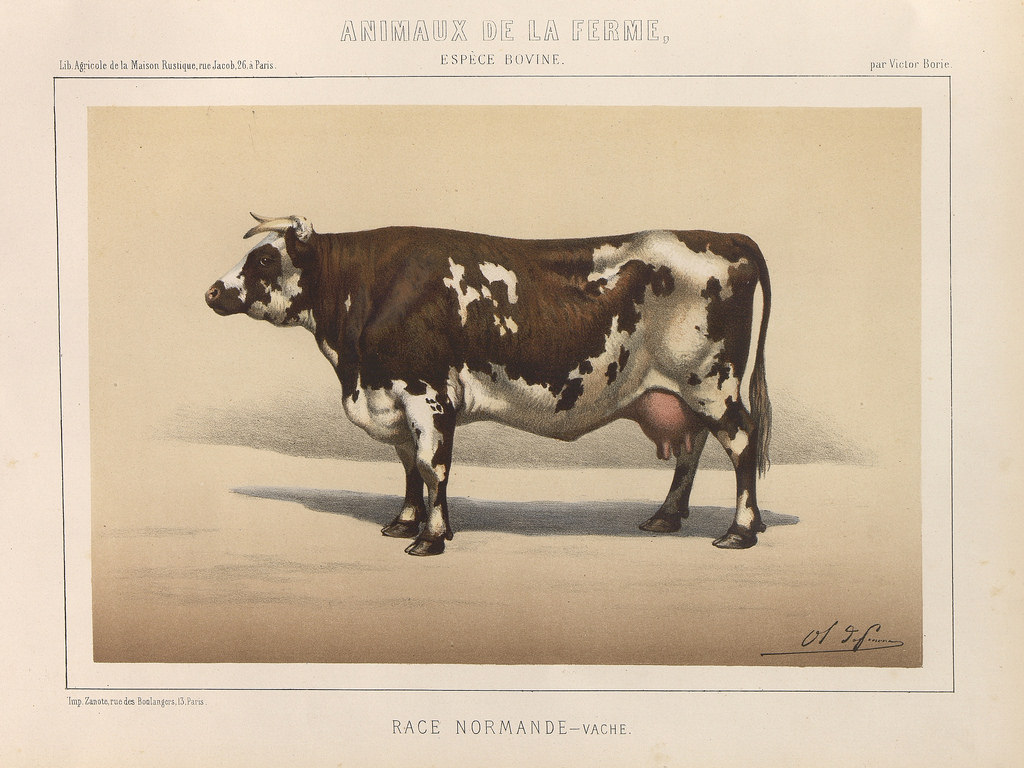 Vintage painting of the old Norman breed of cow by Victor Borie