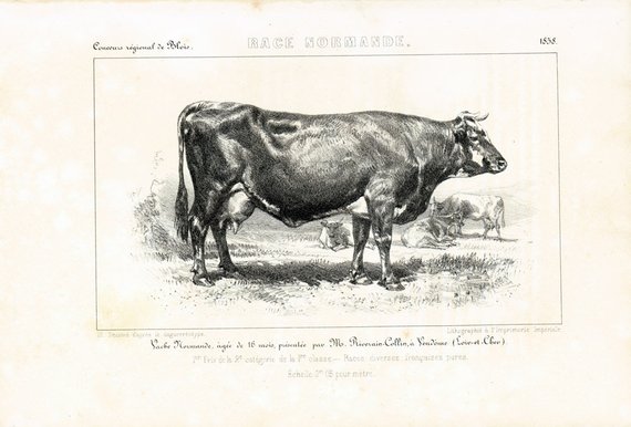 vintage illustration of a Normande cow