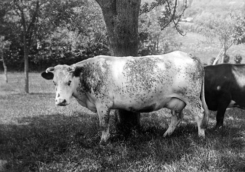 vintage photo of a Augeronne cow, now extinct