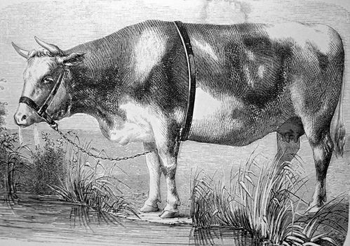 primitive drawing of the Augeronne cow, now extinct