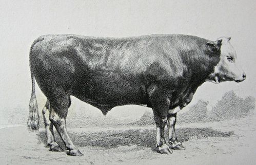 vintage photo of a Cauchoise bull