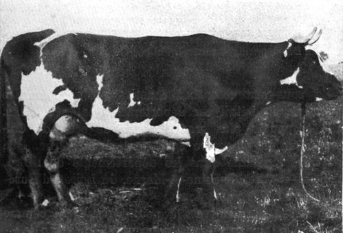 extinct Cotentine cow circa 1900