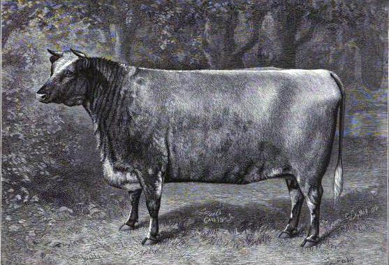 primitive drawing of a Durham (Shorthorn) cow