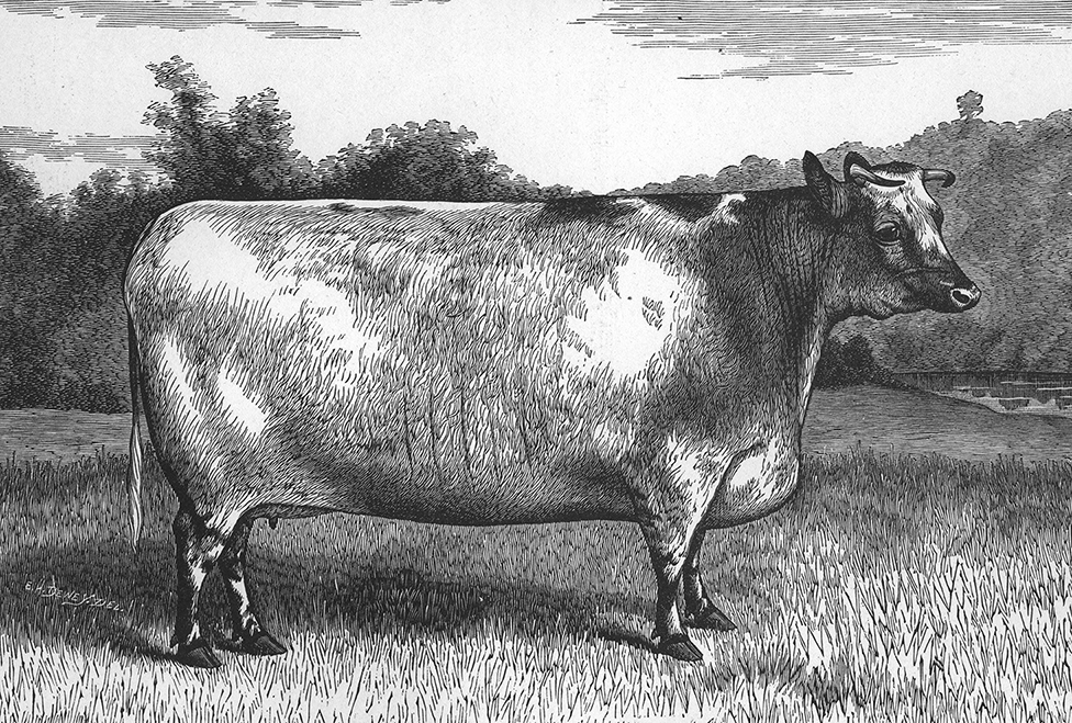 vintage drawing of fat Durham cow