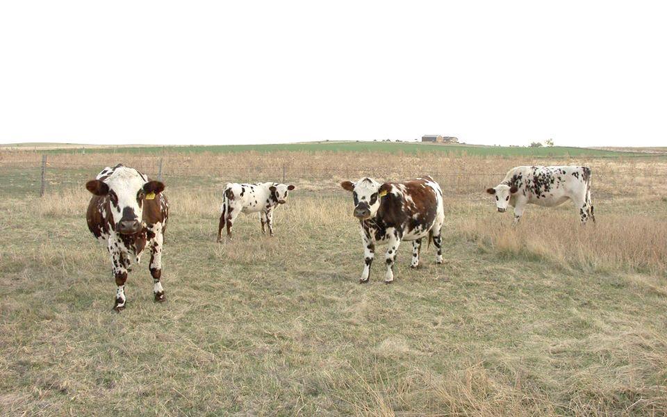 USNO Registered Normande Cattle