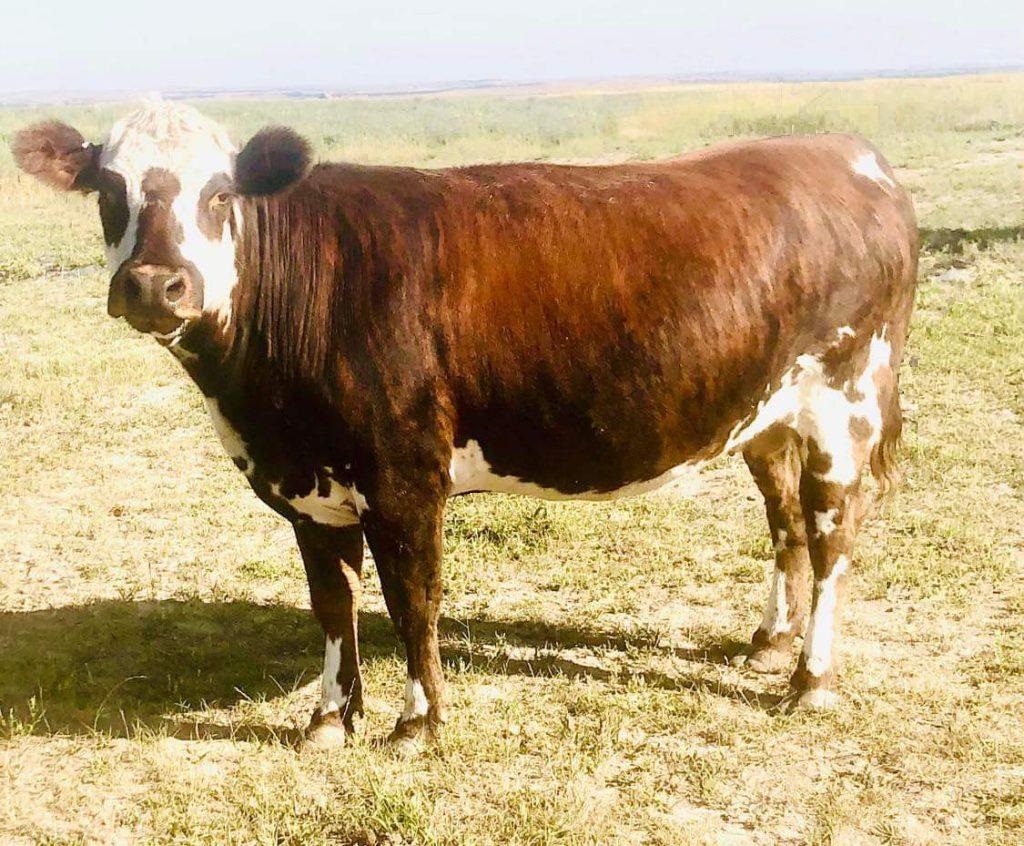 USNO registered brindle fullblood Normande cow, OBR Erica