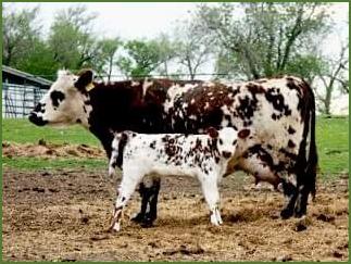 Fullblood USNO registered cow & calf pair