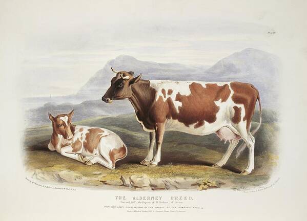 The extinct Alderney cattle breed was an ancestor to today's Normande, Guernsey, Ayrshire & Jersey breeds. USNO Normande Cattle Organization