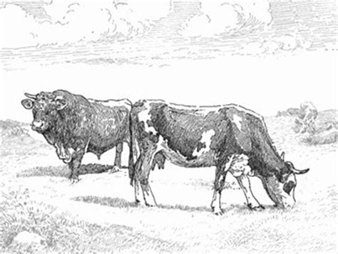 USNO Normande Cattle Organization