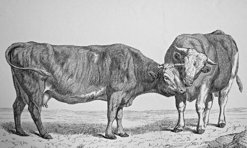 primitive drawing of Cotentine cattle, circa 1850s