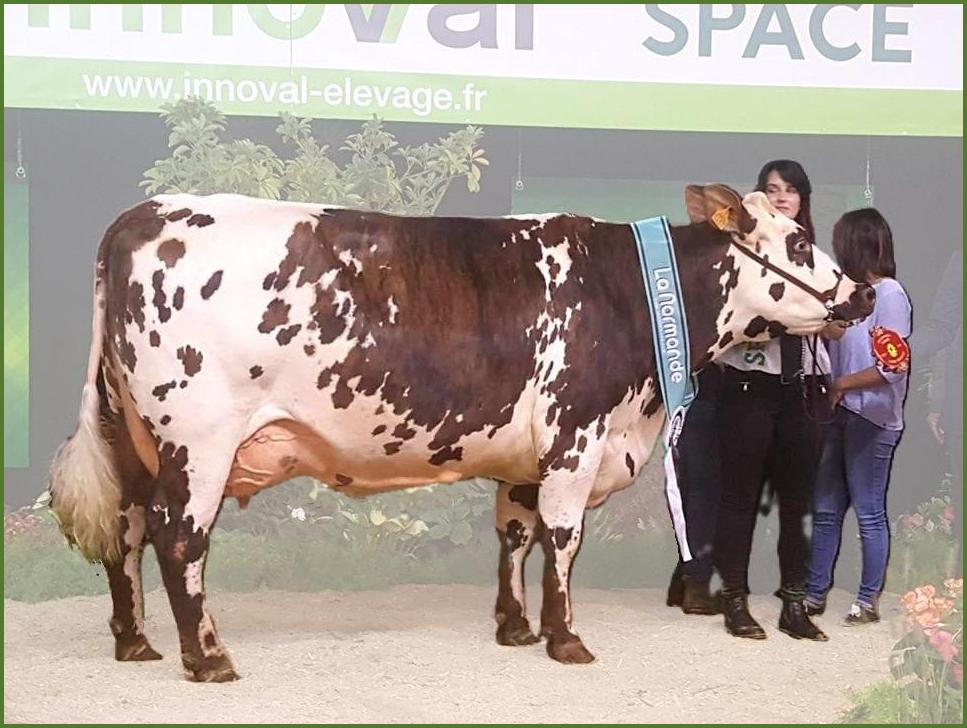 Fullblood Normande cow at the SPACE exhibition in France