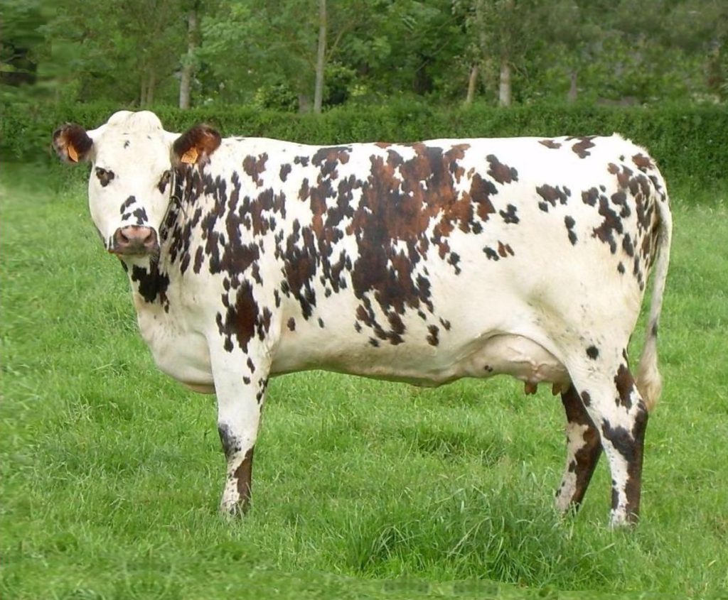 The Normande: French dual purpose breed of cattle