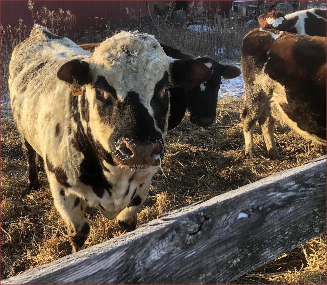 Normande bull for sale by Matthew Canter WI