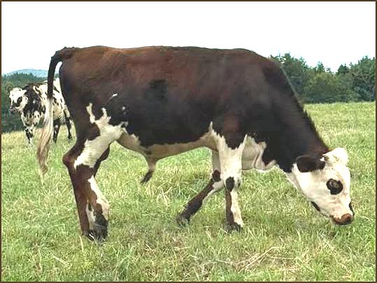 Hemlock Hollow bull calf