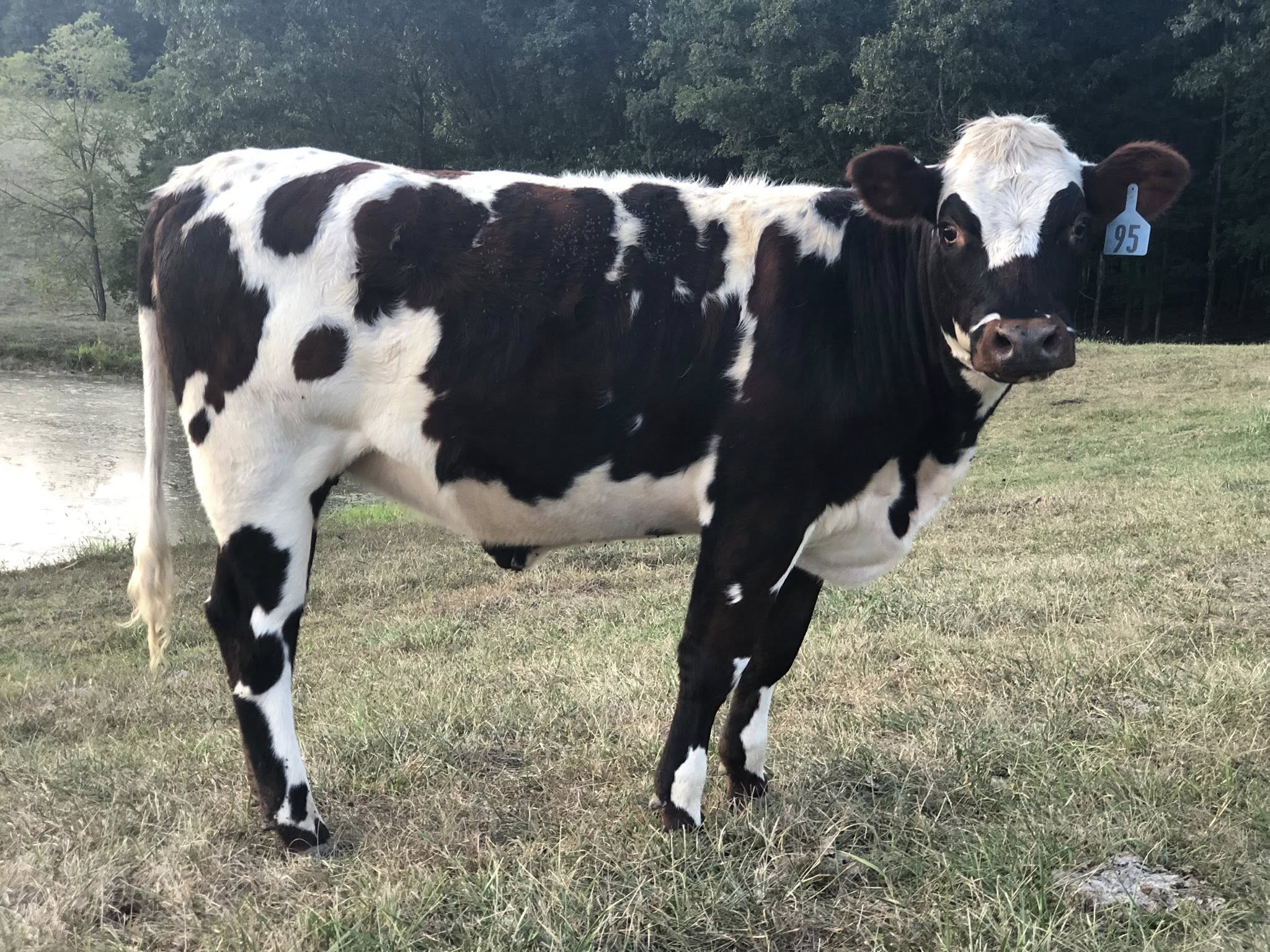 Jonathan Mater heifer for sale