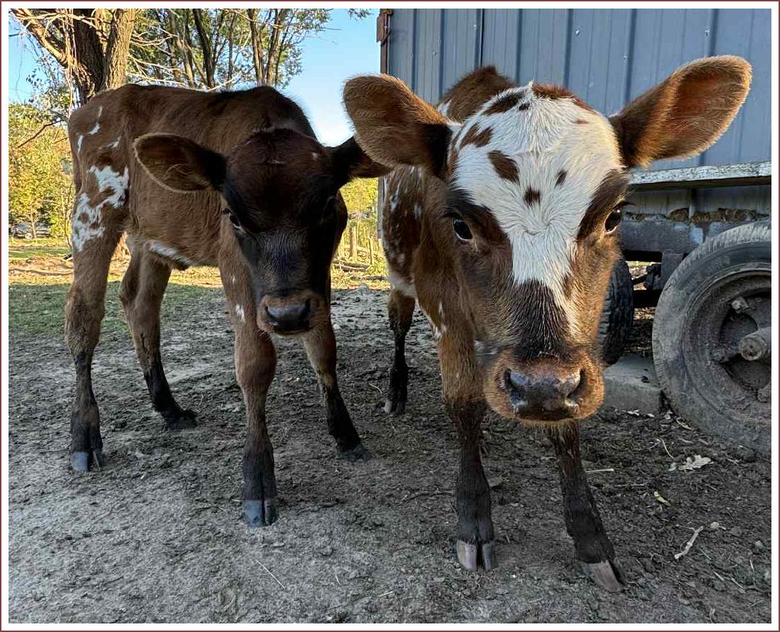 Freedom Hill Homestead twin heifer calves for sale