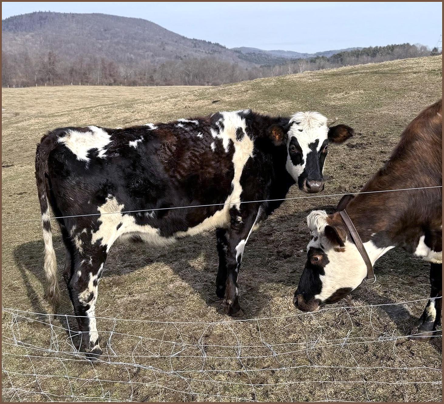 Normande heifer cow for sale Connecticut